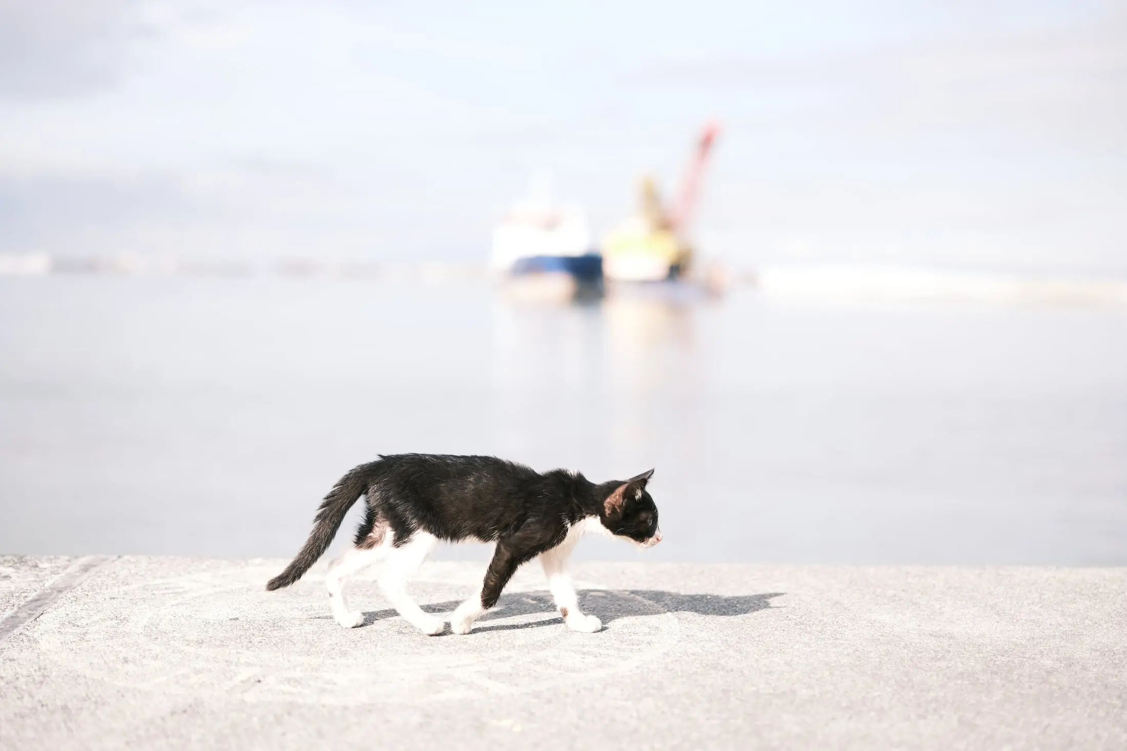 A black-and-white cat walking beside Manila Bay on a bright Sunday morning